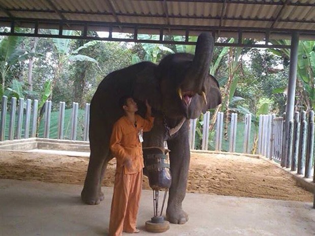 Mosha é vista com sua nova prótese de perna na Reserva Nacional MaeYao (Foto: Reprodução/Facebook/Friends of the Asian Elephant)