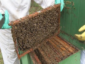 Estudo estima que 150 pessoas morrem por picadas de abelhas por ano (Foto: Reprodução/TV TEM)