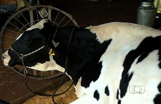 Vaca Dengosa é recordista mundial em produção de leite com 107 kg em um só dia, Jatái, Goiás (Foto: Reprodução / TV Anhanguera)