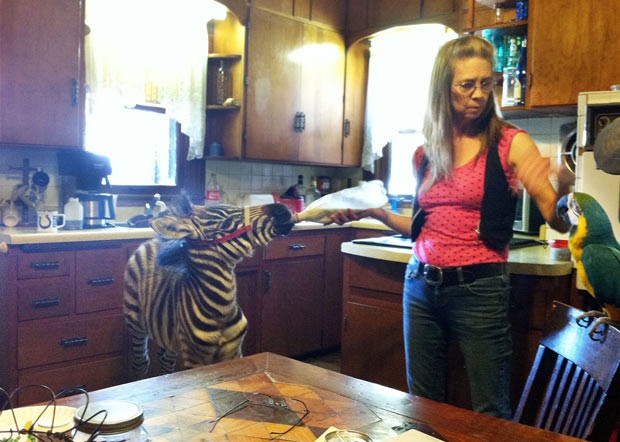 Vickey Teter com zebra e o papagaio em sua casa em Cascade, Iowa. (Foto: Katie Wiedemann/Gazette-KCRG TV9/AP)