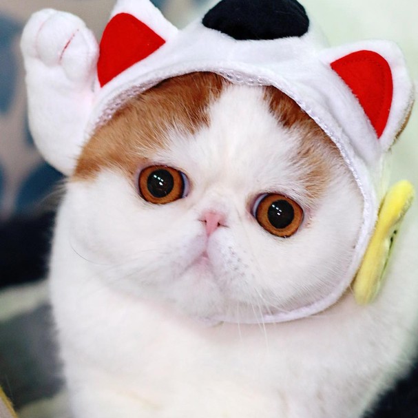 Miau Se Voce Ama Gatos Precisa Seguir Estes 10 Perfis No Instagram Revista Glamour Must Share Como veis, nos aparecen tres opciones, debemos elegir la que mejor se adapte a nuestras pretensiones. revista glamour globo
