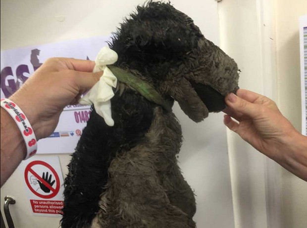 Morador confundiu fantache com gato morto (Foto: Reprodução/Facebook/Guernsey SPCA)