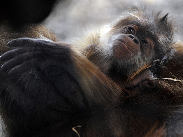 Orangotango filhote (Foto: Jean-Christophe Verhaegen/AFP)