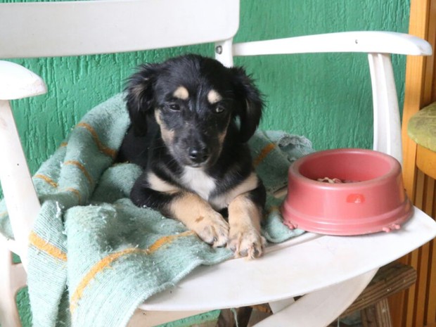Filhote de cachorro foi resgatado de dentro de casa que pegou fogo em Taguatinga Sul, no Distrito Federal (Foto: Corpo de Bombeiros DF/Divulgação)