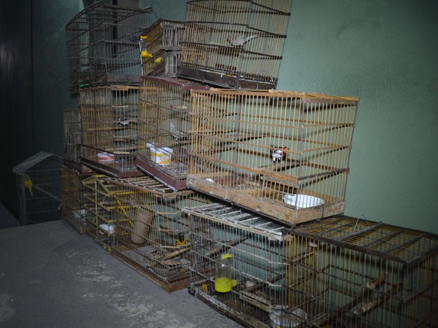 As aves vão ser encaminhadas ao Centro de Triagem de Animais Selvagens (Cetas), onde ficarão durante 40 dias antes de serem liberadas em seu ambiente natural (Foto: Walter Paparazzo/G1)