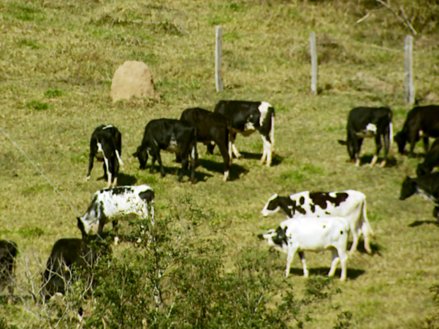 Ataques de cães a gado preocupam pecuaristas em Areado, no Sul de MG (Foto: Reprodução EPTV)