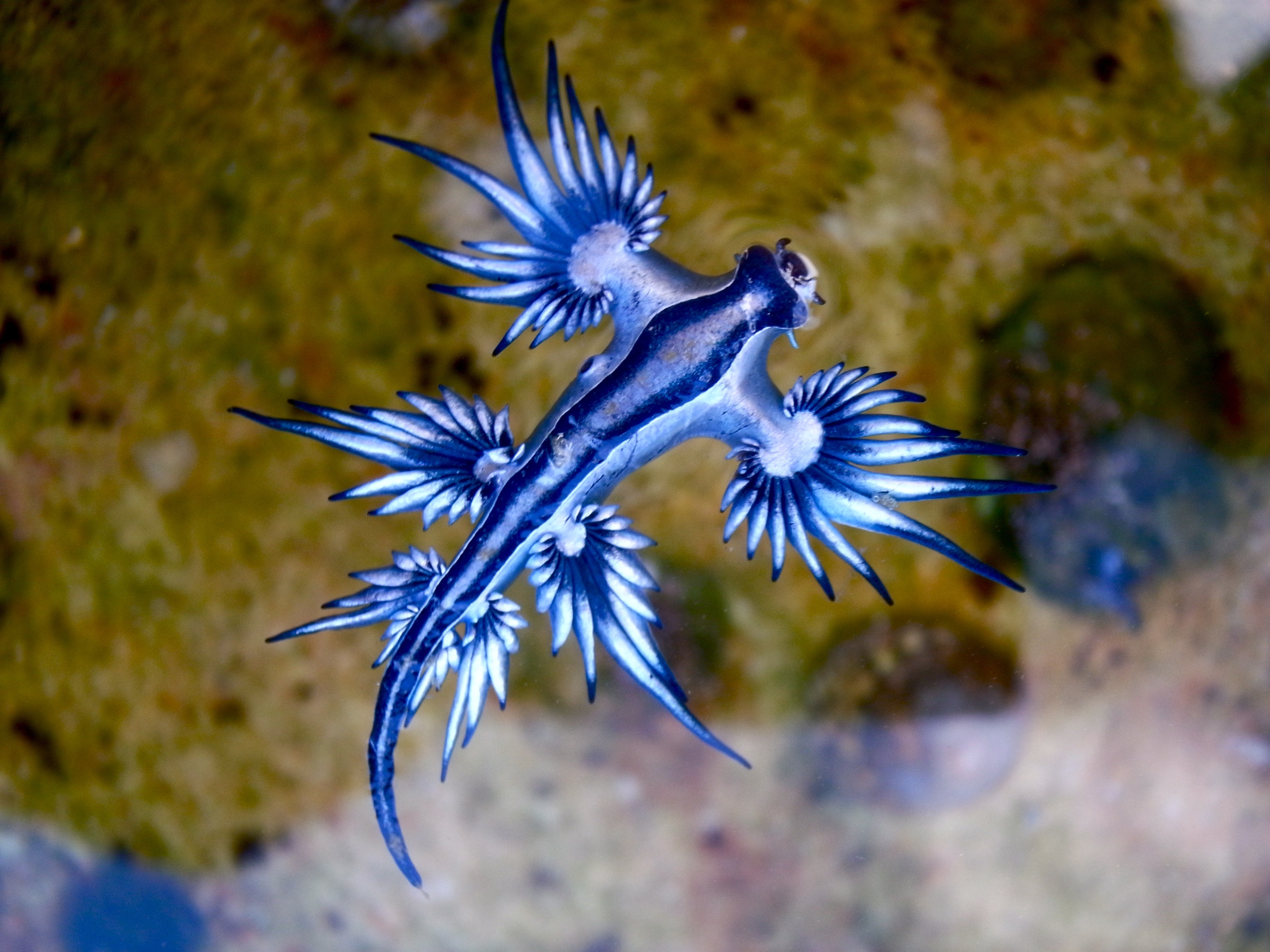 O molusco dragão azul (Glaucus atlanticus) é raro, belo e perigoso (Foto: Wikimedia Commons)