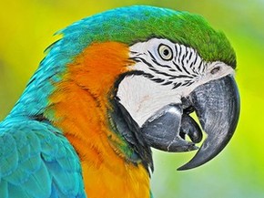 Arara Caninde Percorre Grandes Distancias Em Busca De Alimentos Especiais G1