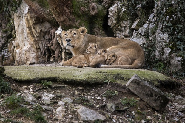 Filhotes de leões asiáticos se deitam ao lado da mãe Shiva (Fot AP Photo/Laurent Cipriani)