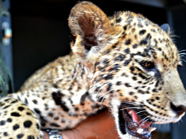 Animal foi encontrado às margens de estrada por uma família do município de Mâncio Lima, no interior do Acre (Foto: Aluizio Oliveira/Arquivo Pessoal) Animal foi encontrado às margens de estrada por uma família do município de Mâncio Lima, no interior do Acre (Foto: Aluizio Oliveira/Arquivo Pessoal)