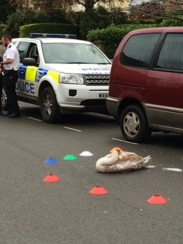 Cisne foi resgatado ao ser encontrado tirando soneca em estrada (Foto: Reprodução/Twitter/Matt Samuel)