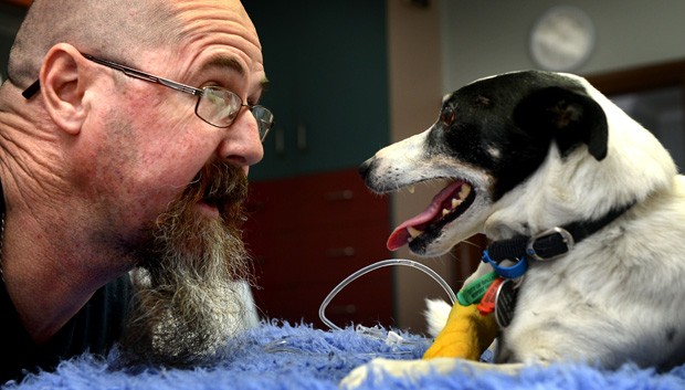 Steve Hunter salvou o co Salty ao fazer ressuscitao cardiopulmonar no cachorro atropelado (Foto: Tony Gough/Newspix/Rex Features)
