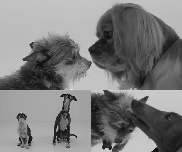Montagem mostra cenas capturadas do vídeo 'First sniff' (Foto: Reprodução/YouTube)