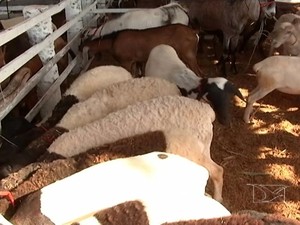 Feira de caprinos e ovinos cria oportunidades para pequenos criadores. (Foto: Reprodução/TV Mirante)