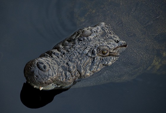 Um crocodilo-do-nilo nas águas transparentes do rio Cuando, na fronteira entre Namíbia e Botsuana (Foto: © Haroldo Castro/ÉPOCA)