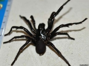 Equipe Ordenha Aranha Mais Venenosa Da Australia Para Produzir Antidoto A Veneno Assista Natureza G1 As caranguejeiras são as maiores aranhas conhecidas, podem chegar até 26 cm de envergadura. g1 globo