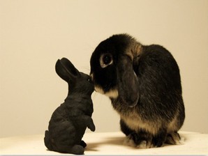 Papel de Parede: Pets | Download | TechTudo