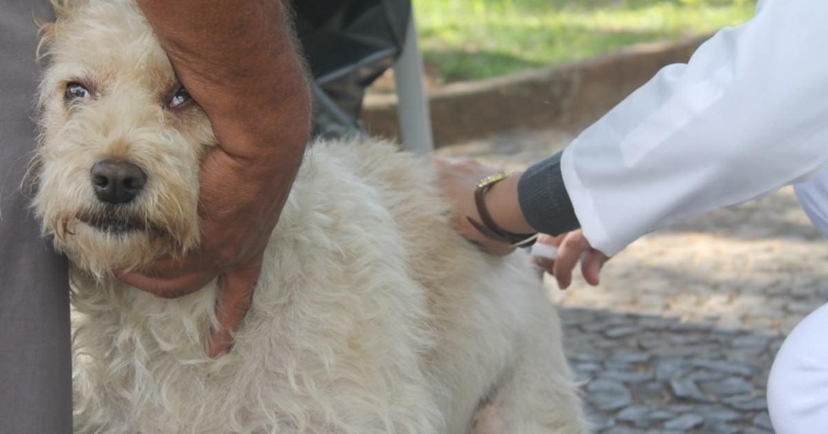 Sesap realiza campanha de vacinação para cães e gatos no RN - Globo.com