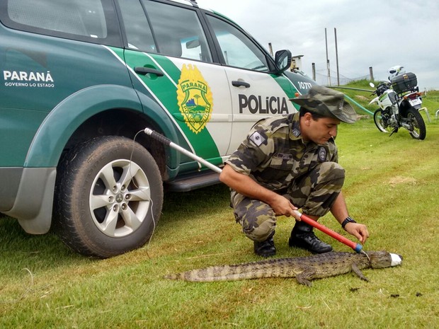Jacaré foi encontrado em um tanque utilizado para irrigar plantações de fazenda experimental  (Foto: Divulgação/ PMA)