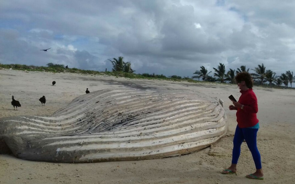 Baleia foi encontrada morta em praia no sul da Bahia (Foto: Projeto Baleia Jubarte)