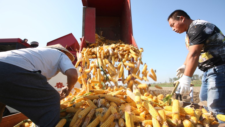 Produtores rurais descarregam milho recém-colhido em uma fazenda em Bozhou, na província chinesa de Anhui (Foto: REUTERS/Stringer)