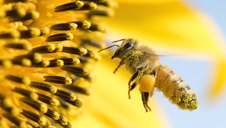 abelha-inseto-polinização (Foto: Getty Images )