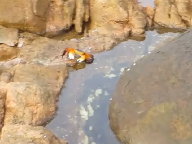 Gravação mostra polvo capturando caranguejo (Foto: Reprodução/YouTube/Porsche Indrisie)