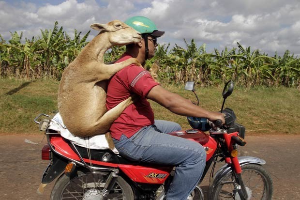 Um cubano foi flagrado em Havana, capital do país, carregando um carneiro em uma moto (Foto:  Franklin Reyes/AP)