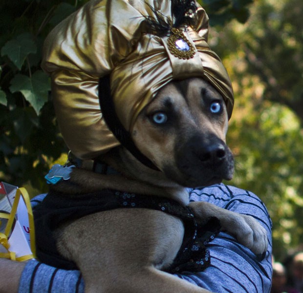 Cão vestido de 'Zoltar, o vidente' participa da 23ª Parada Anual da praça Tompkins  (Foto: Eduardo Munoz/Reuters)