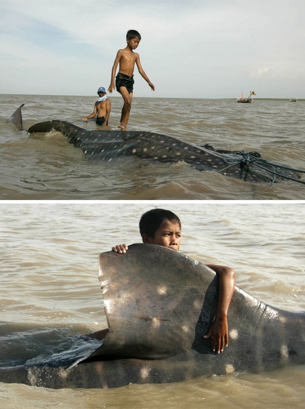 Garoto sobe nas costas e brnca com barbatana de tubarão-baleia (Foto: AP Photo/Trisnadi)