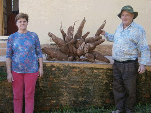 Mandioca gigante foi colhida em Porto Mauá (Foto: Divulgação/Maristela Schüller)
