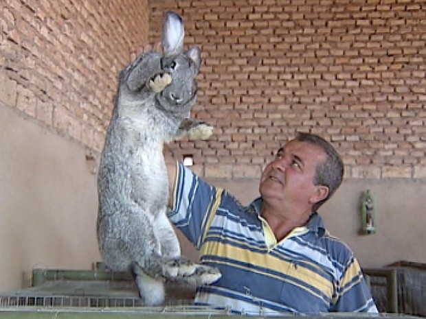 Produtor José Célio de Souza mostra o tamanho do coelho que cria (Foto: Reprodução / TV Tem)