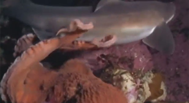 Vídeo impressionante mostra polvo atacando e devorando tubarão (Foto: Reprodução/YouTube/Videos of the Wild)