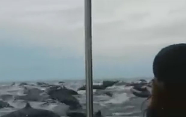 Centenas de golfinhos foram filmados acompanhando barco de turistas na Costa Rica (Foto: Reprodução/Facebook/Orlando Marin)