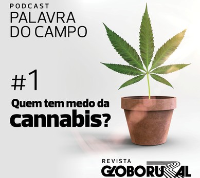 podcast-episódio1-cannabis (Foto: Globo Rural)
