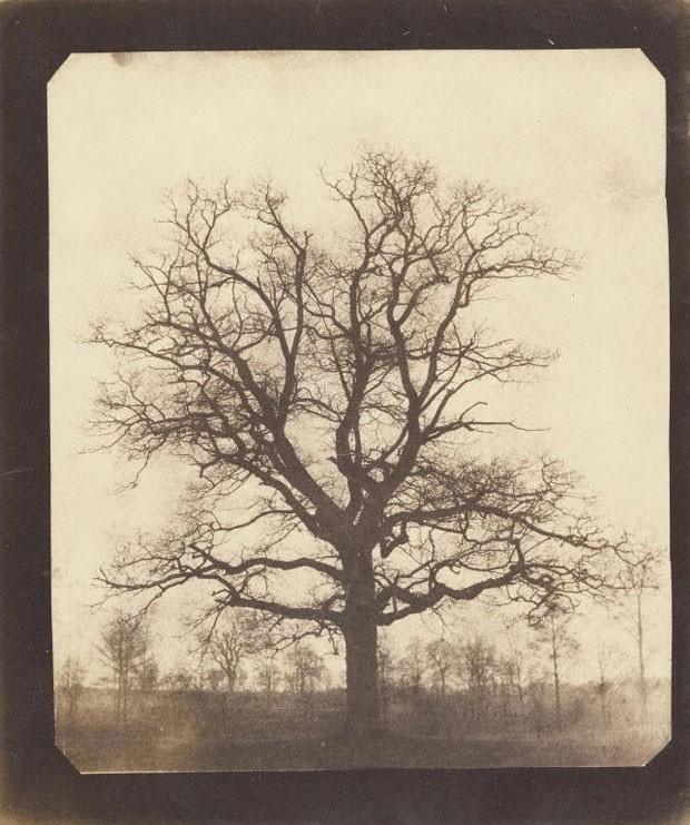 Carvalho no inverno, do pioneiro da fotografia Fox Talbot. Estima-se que a fotografia tenha sido feita entre 1842 e 1843 (Foto: Cortesia/Getty's Open Content Program)