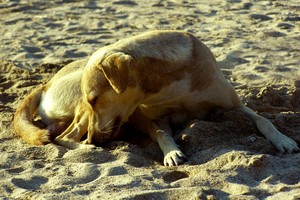 Os riscos são grandes para animais levados à areia da praia (Foto: Free Images)