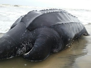 Tartaruga de couro foi achada morta em Ilha Comprida, SP (Foto: G1)