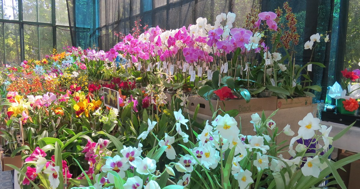 Petrópolis, no RJ, recebe exposição de orquídeas e bromélias - Globo.com