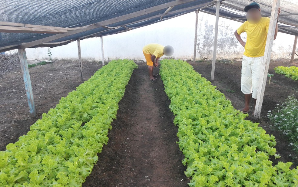Horta da unidade prisional de So Flix do Araguaia, em Mato Grosso (Foto: Sejudh/MT)