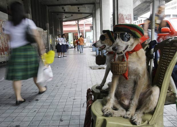 Em 2010, os cães chamados ‘Habagat’ e ‘Bagwis’ foram flagrados Manila, nas Filipinas, pedindo esmola. Estilosos,.os animais usavam chapéu e óculos escuros enquanto seguravam uma cestinha com a boca.  (Foto: Pat Roque/AP)