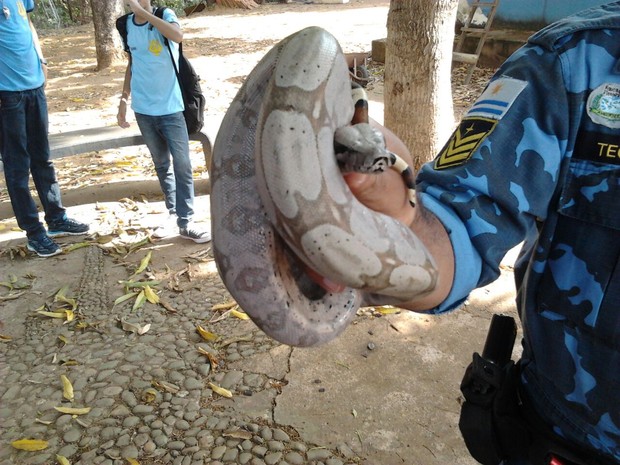 Uma cobra de cerca de dois metros foi resgatada em uma faculdade em Palmas (Foto: Divulgação/Prefeitura de Palmas)
