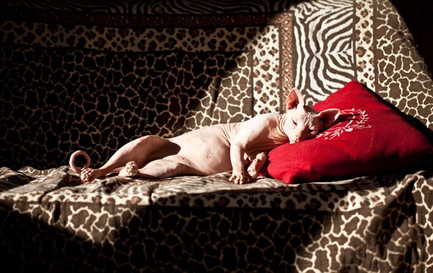 Gato esfinge foi eleito como o mais afetuoso por uma publicação especializada em animais (Foto: Gregóry Pons/Creative Commons)