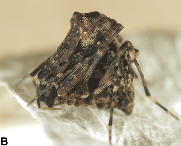Aranha da espécie 'Austrarchaea griswoldi', recém-identificada na Austrália (Foto: Reprodução/"ZooKeys")