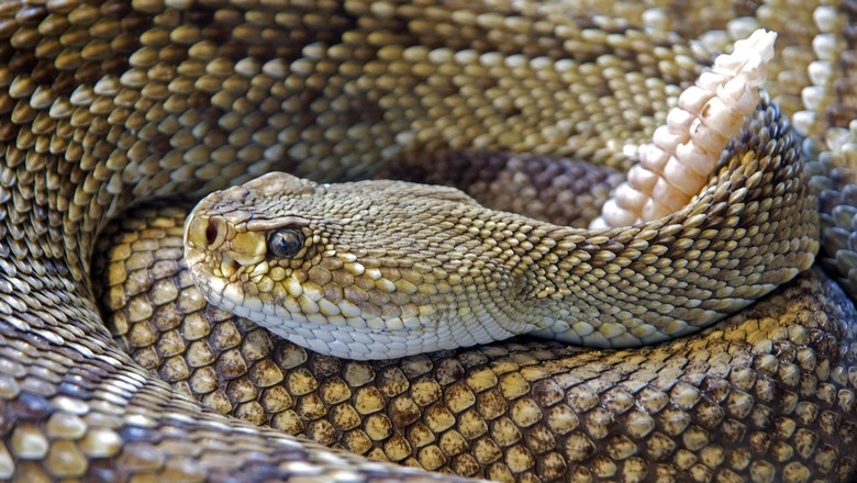 serpente-cobra-cascavel-reptil (Foto: Pixabay)