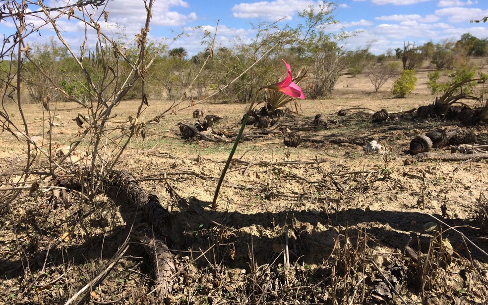 Flor cebola-brava é esperança de chuva no semiárido da Bahia (Foto: Henrique Mendes / G1)