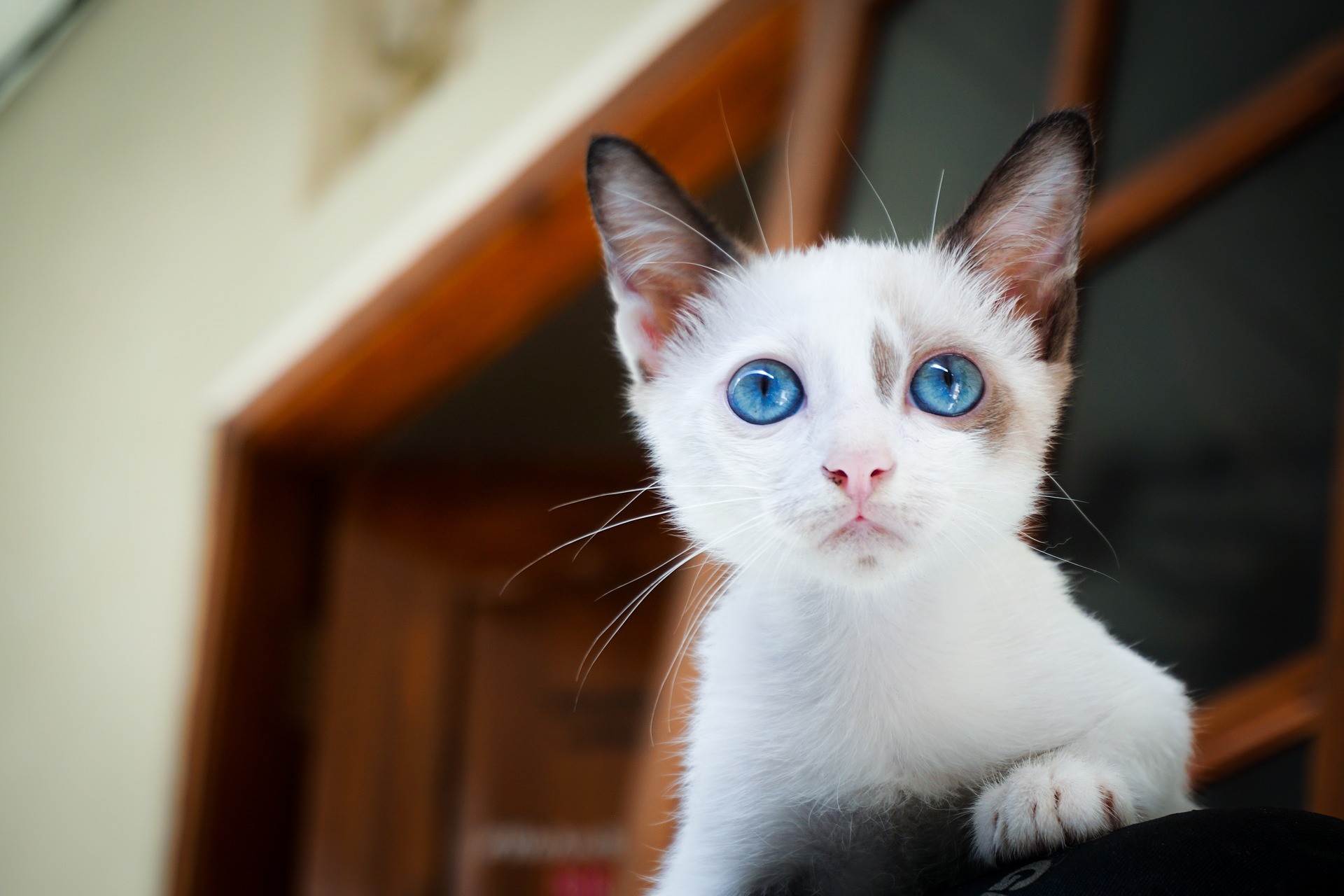 Características de seu organismo tornam os gatos extremamente flexíveis (Foto: Pixabay)