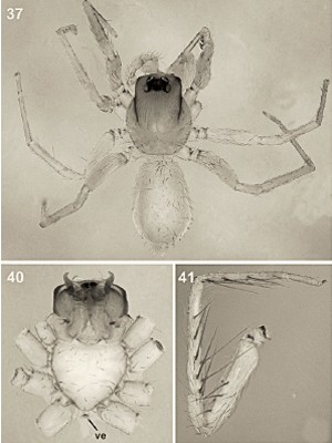 Imagens mostram aranha Predatoroonops schwarzeneggeri, batizada em homenagem ao ator (Foto: American Museum of Natural History/Divulgação)