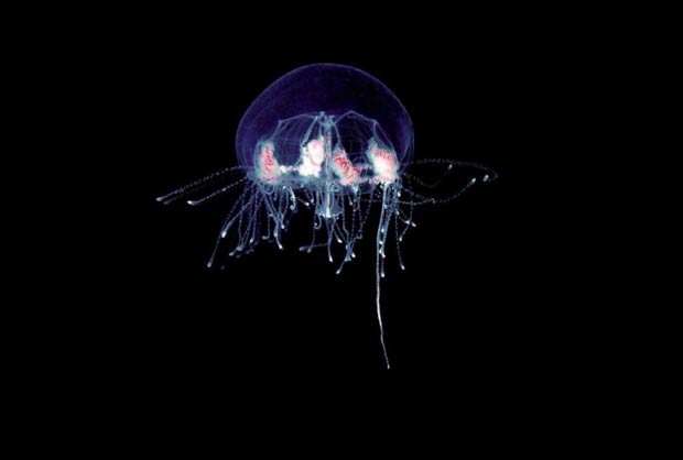 Expedição descobre um milhão de novas espécies de plâncton (Foto: Noan Le Bescot/Tara Oceans)