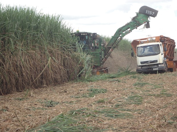 Programa de melhoramento genético da cana-de açúcar aumentou em uma tonelada por ano a produtividade no estado (Foto: Divulgação)